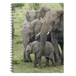 Herde Afrikanischer Elefanten, Loxodonta africana, Notizblock