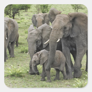 Herde afrikanischer Elefanten, Loxodonta africana, Quadratischer Aufkleber