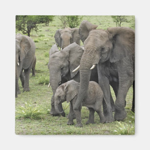 Herde Afrikanischer Elefanten Magnet