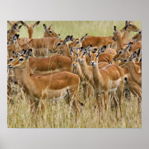 Herde der Frau Impala, Masai Mara, Kenia. Poster