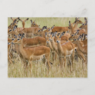 Herde der Frau Impala, Masai Mara, Kenia. Postkarte