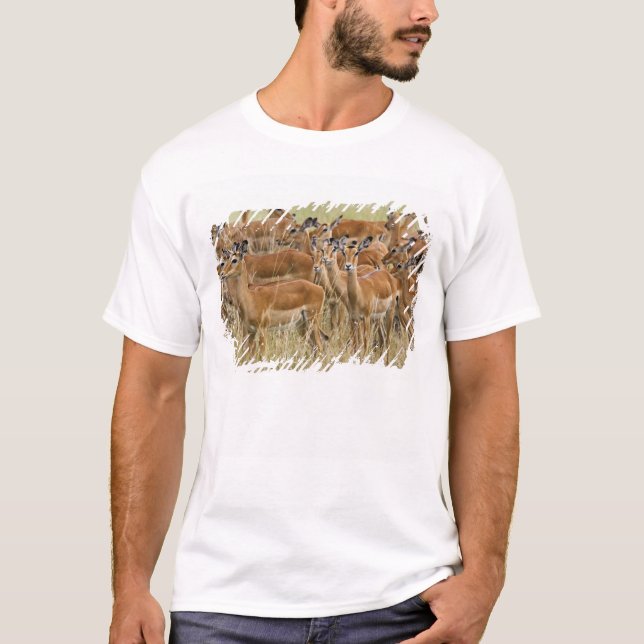 Herde der Frau Impala, Masai Mara, Kenia. T-Shirt (Vorderseite)