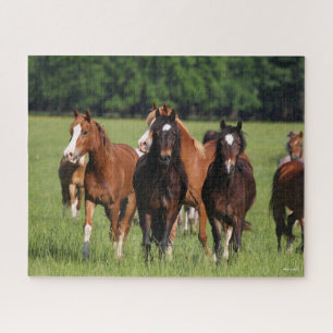 Herde der im Feld Stehenden walisischen Ponys