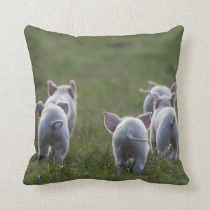 Herde der niedlichen Ferkel auf Kissen