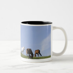 Herde der Pferde auf Wiese Zweifarbige Tasse