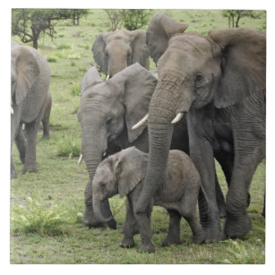 Herde des afrikanischen Elefanten, Loxodonta Fliese