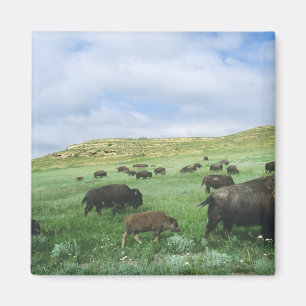Herde des Bisons lassen Graslandgras bei Theodore Magnet