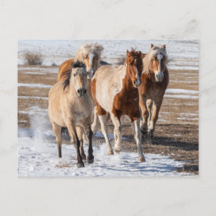 Herde gemischter Pferde, die im Schnee laufen Postkarte