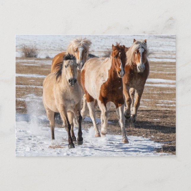 Herde gemischter Pferde, die im Schnee laufen Postkarte (Vorderseite)