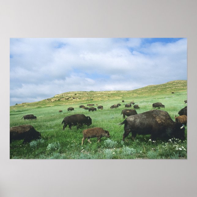 Herde von Bisongras, Gras von Prärien am Theodore Poster (Vorne)