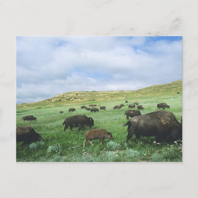 Herde von Bisongras, Gras von Prärien am Theodore Postkarte (Vorderseite)
