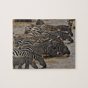 Herde von Burchell-Zebras trinkt aus dem Mara