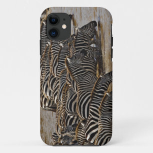 Herde von Burchell-Zebras trinkt aus dem Mara Case-Mate iPhone Hülle