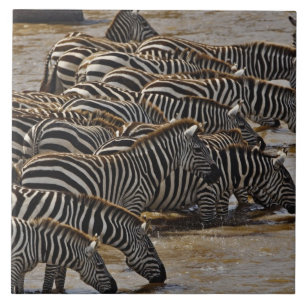 Herde von Burchell-Zebras trinkt aus dem Mara Fliese