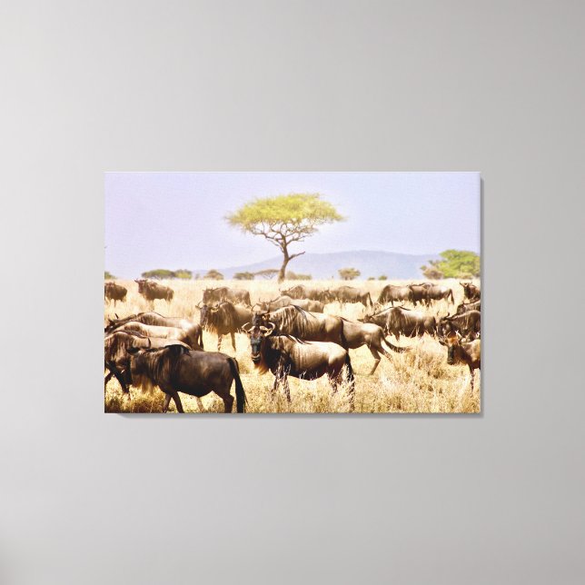 Herde von GNU Wildbeest Leinwanddruck (Vorderseite)
