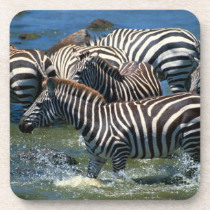 Herde von Zebras 2 Untersetzer