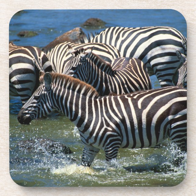 Herde von Zebras 2 Untersetzer (Vorderseite)