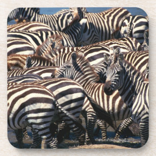 Herde von Zebras Untersetzer