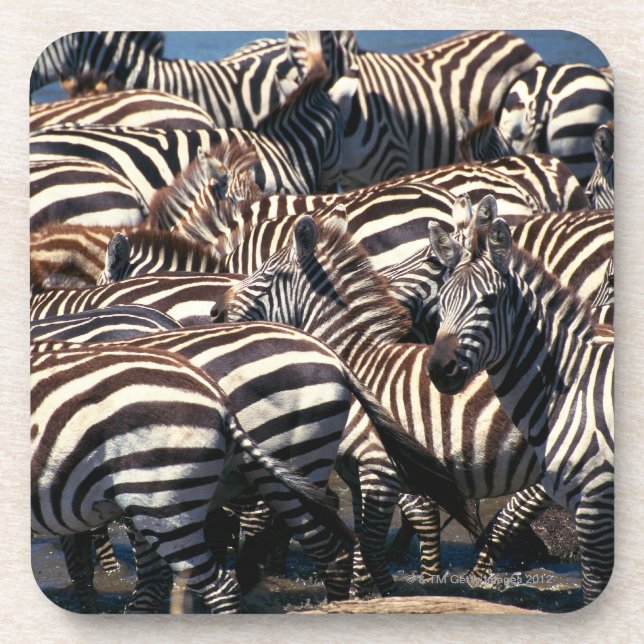 Herde von Zebras Untersetzer (Vorderseite)