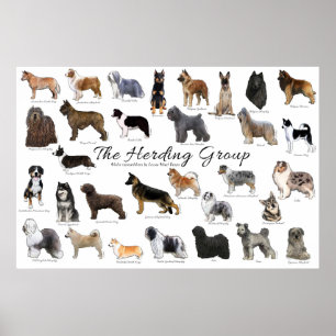 Herding Group Poster