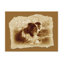 Herding Hund Vintag Sepia Tones