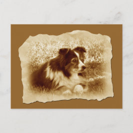 Herding Hund Vintag Sepia Tones Postkarte