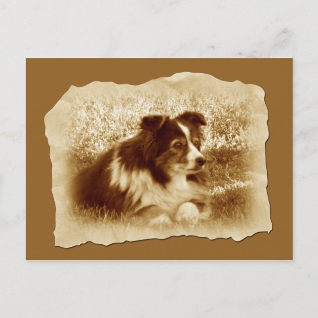 Herding Hund Vintag Sepia Tones Postkarte (Vorderseite)