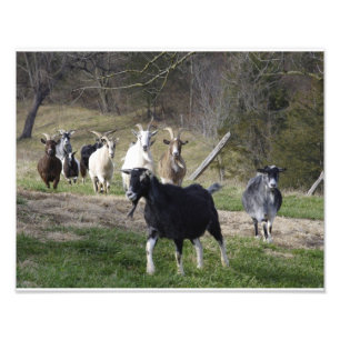Herding-Zuhause Fotodruck