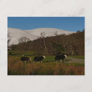 Herdwick-Schaf-Postkarte Feiertagspostkarte