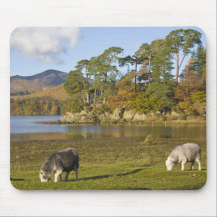 Herdwick Schafe bei Friars Crag, Derwentwater, 2 Mousepad