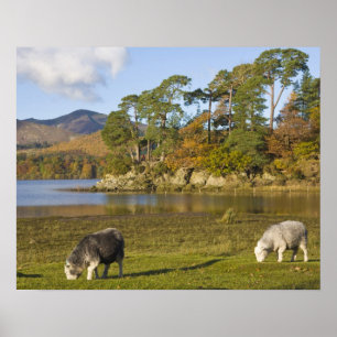 Herdwick-Schafe bei Friars Crag, Derwentwater, 2 Poster