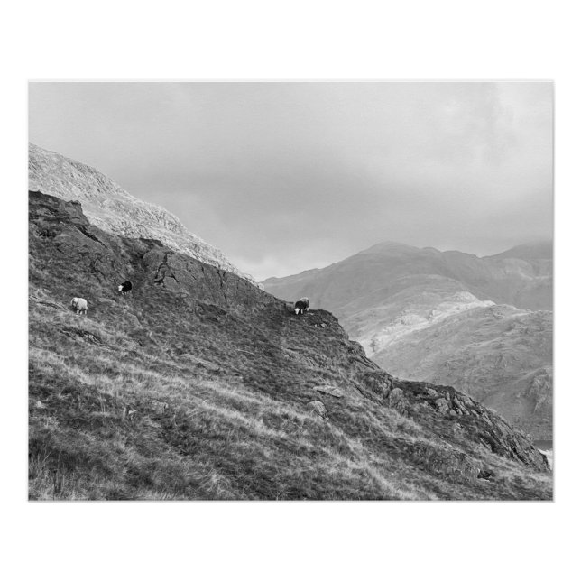 Herdwick Sheep auf Lakeland Fells Poster (Vorderseite)