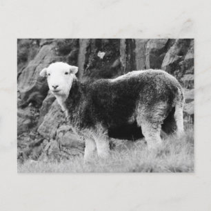 Herdwick Sheep Postcard Feiertagspostkarte