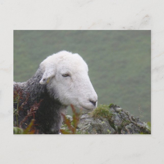 Herdwick Sheep Postcard Postkarte (Vorderseite)