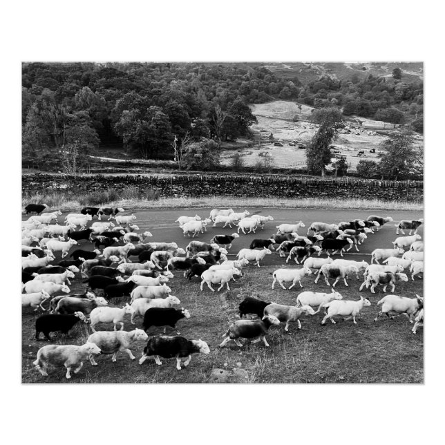 Herdwick Sheep Poster (Vorderseite)