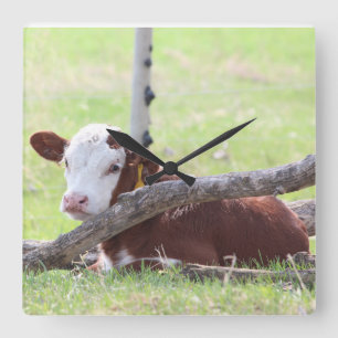 Hereford Calf Resting in der Natur Quadratische Wanduhr