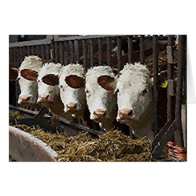 Hereford Cattle (Vorderseite (Horizontal))