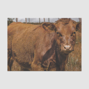 Hereford Cow Baby at Field Landscape Seidenpapier