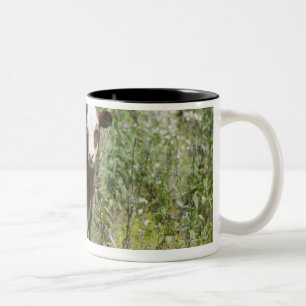 Hereford Kalb (Bosstier) in der Graslandweide Zweifarbige Tasse