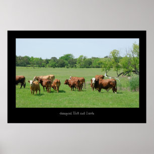 Hereford Vieh-Plakat-Druck Poster