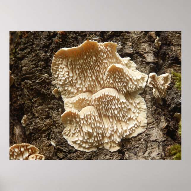 Hericium cirrhatum Mushroom Poster (Vorne)
