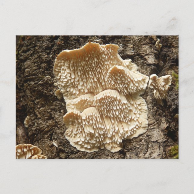 Hericium cirrhatum Pilz Postkarte (Vorderseite)
