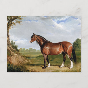 Hering - Ein Clydesdale-Hengst, feine Kunst, Postkarte