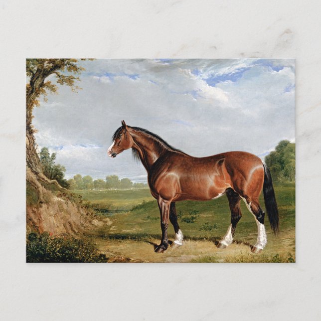 Hering - Ein Clydesdale-Stallion, schöne Kunst, Postkarte (Vorderseite)
