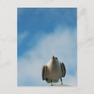Hering Gull Postcard Postkarte