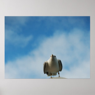 Hering Gull Print Poster