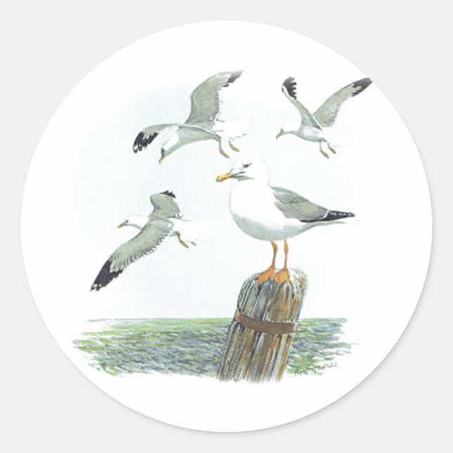 Hering Gull Sticker (Vorderseite)