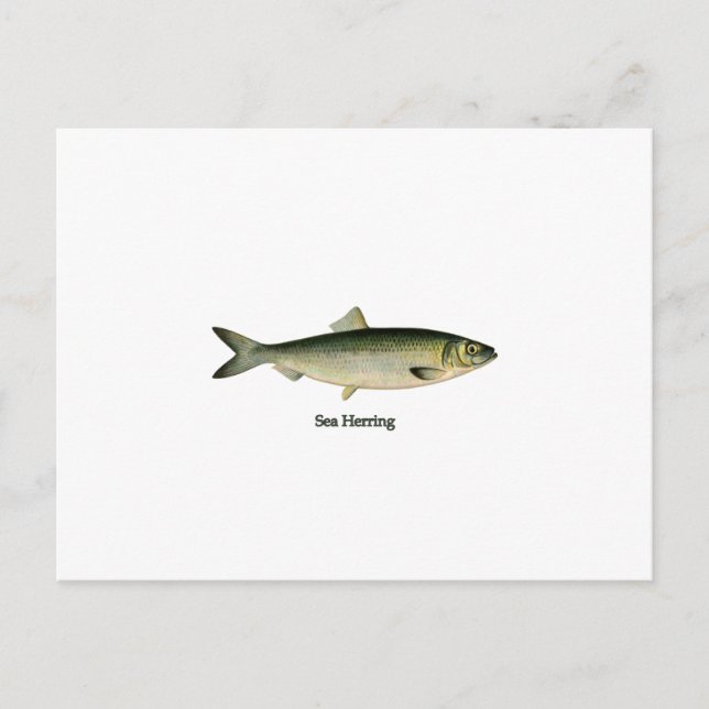Hering Postkarte (Vorderseite)