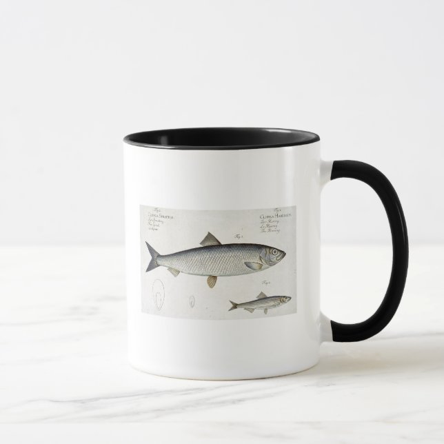 Heringe (Clupea Harengus) (Feige. 1) und Sprotte Tasse (Rechts)