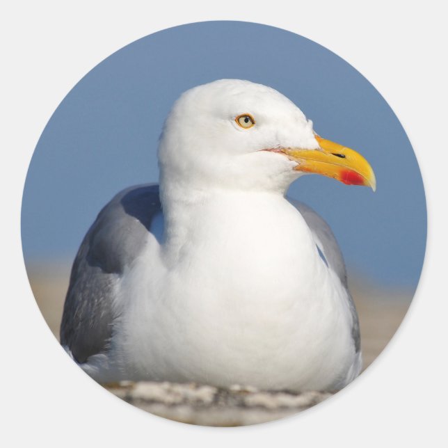 Heringsmöwe an Wand Runder Aufkleber (Vorderseite)